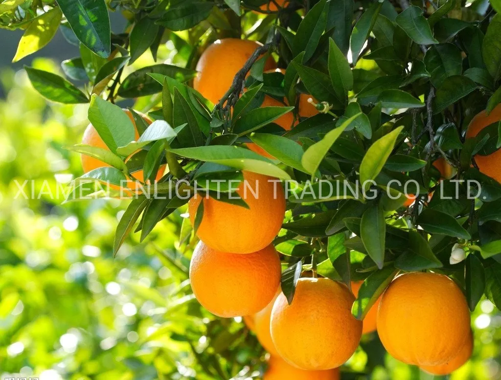 China Famous Brand Canned Orange Fruit Segments in 425g / 680g/880g Specification