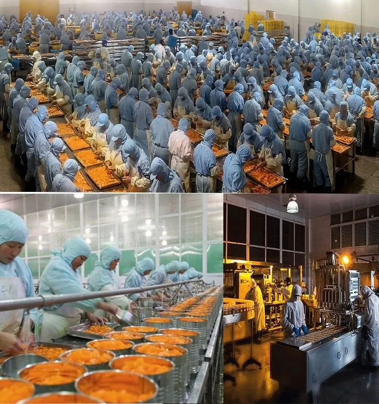 China Famous Brand Canned Orange Fruit Segments in 425g / 680g/880g Specification