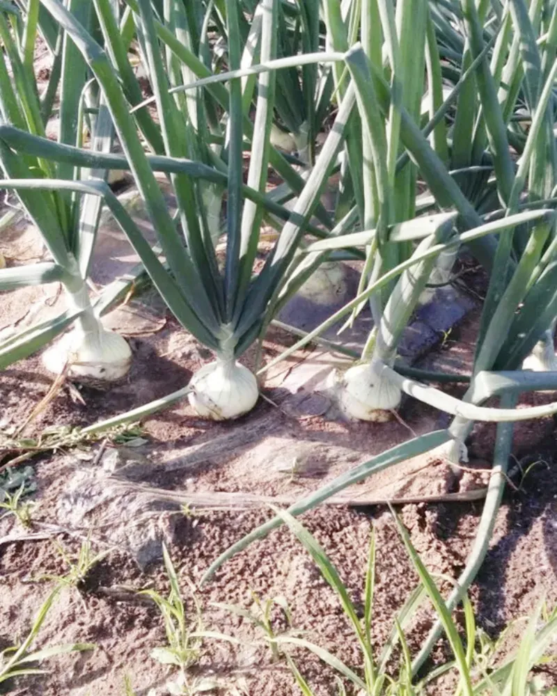 China Freeze Dried Chives, Green Onion