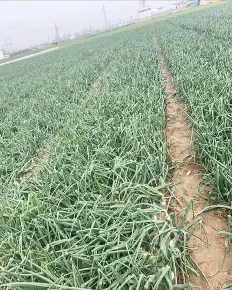 China Freeze Dried Chives, Green Onion