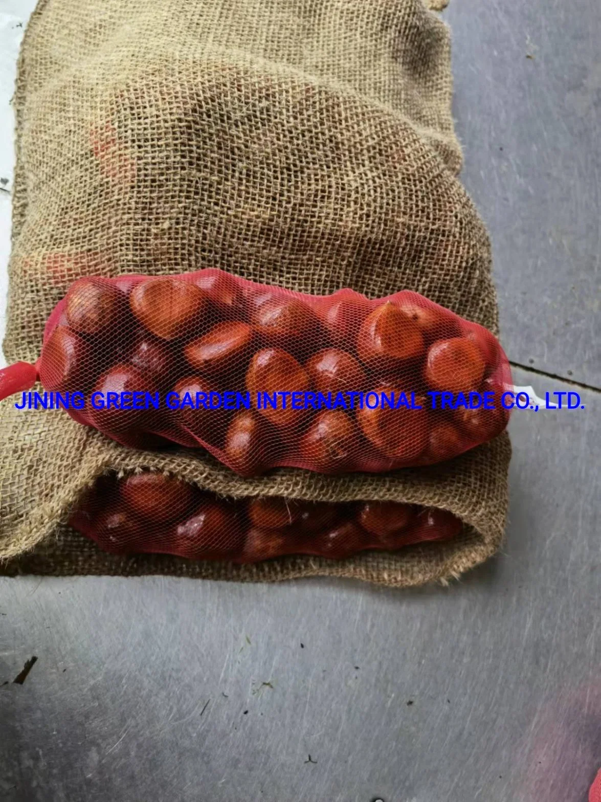 China Fresh Chestnut New Chestnut Packed by Gunny Bag or Plastic Basket 1kg Small Packing Available Bulk Wholesale Packing Available Low Price Chestnut Direct