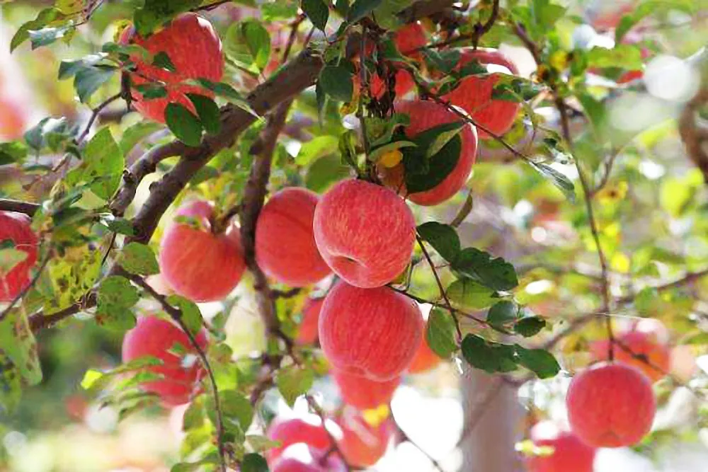 China Fresh Sweet Delicious Red with More Juicy Fruit