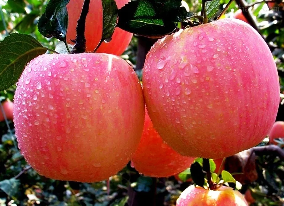 China Fresh Sweet Delicious Red with More Juicy Fruit