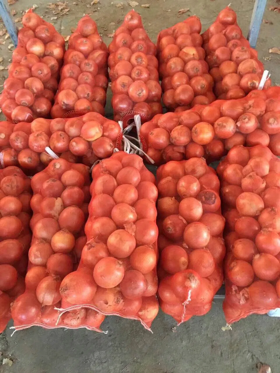 China Fresh Yellow Onion 5-7cm