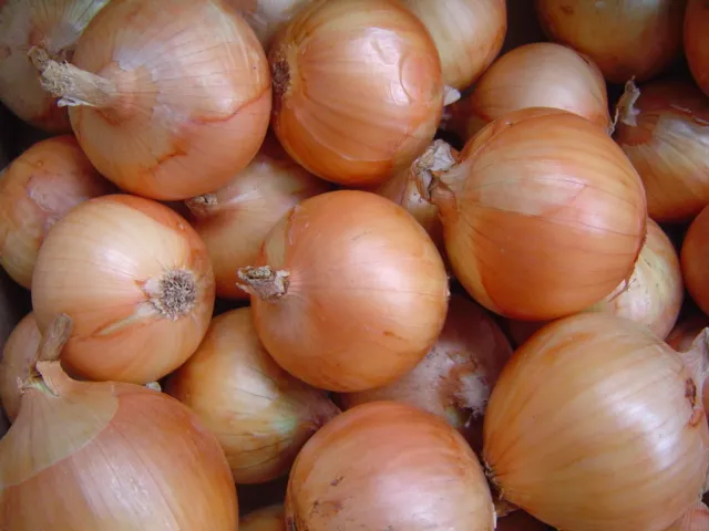 China Fresh Yellow Onion 5-7cm