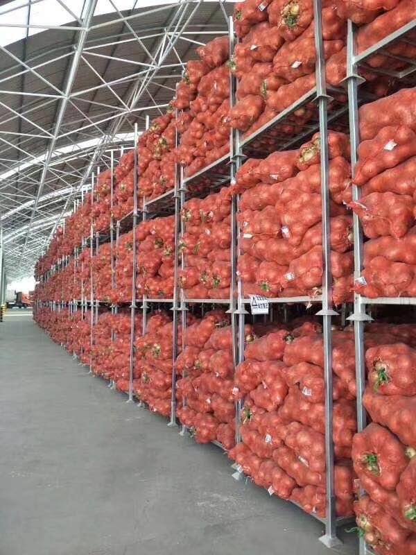 China Fresh Yellow Onion 5- 7cm