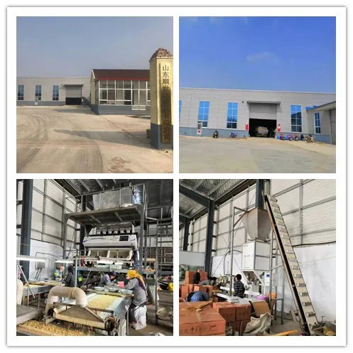 China Raw Peanut Kernels 24/28 to Used in Food