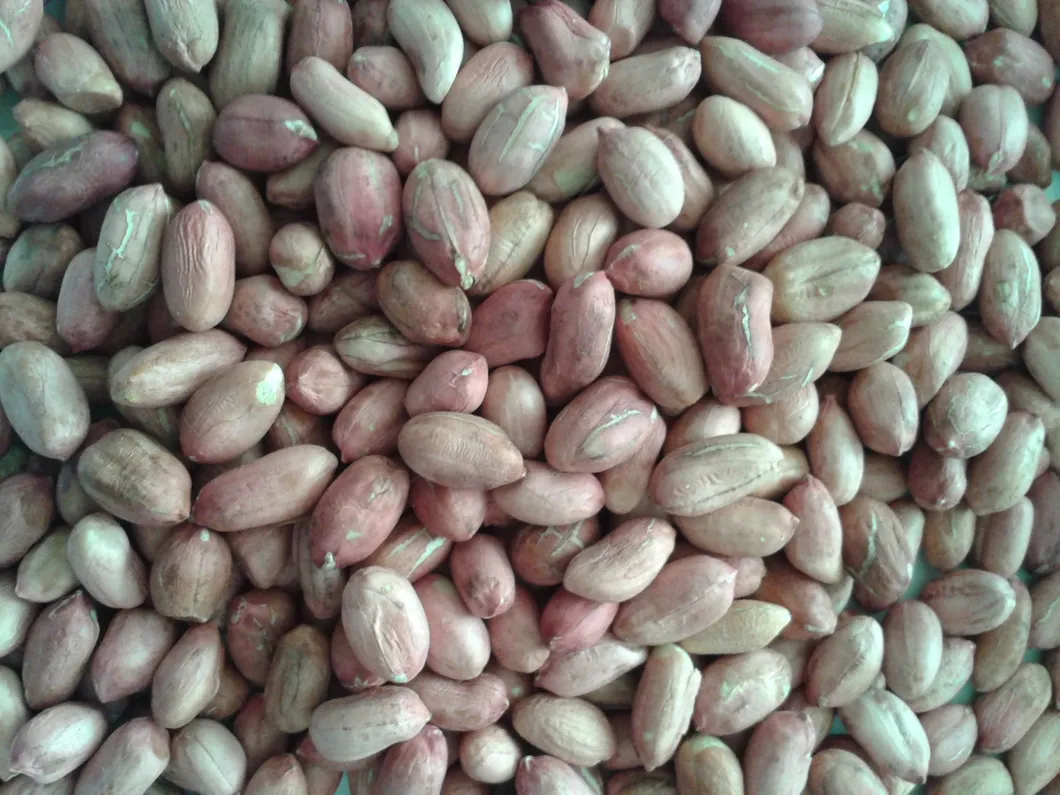 China Raw Peanut Kernels 24/28 to Used in Food