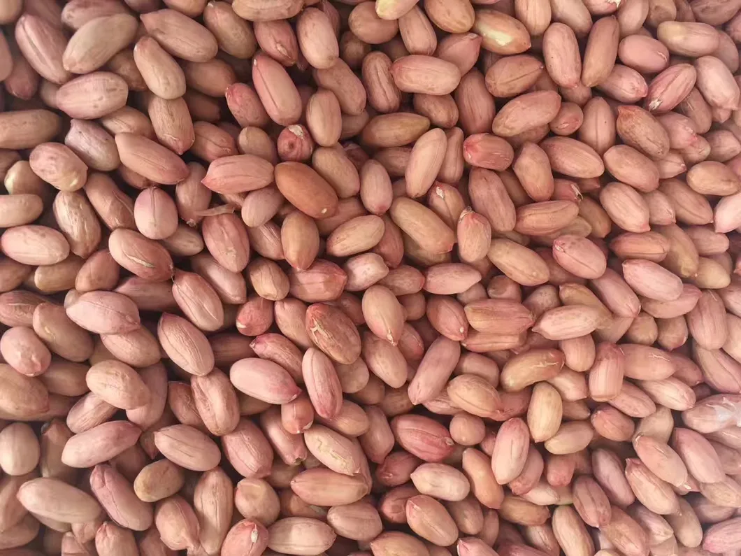 China Raw Peanut Kernels 24/28 to Used in Food
