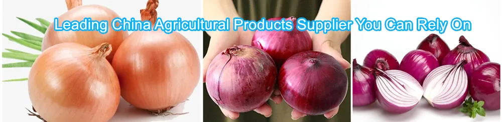 Chinese 5cm 6cm 7cm 8cm up Fresh Purple Onion