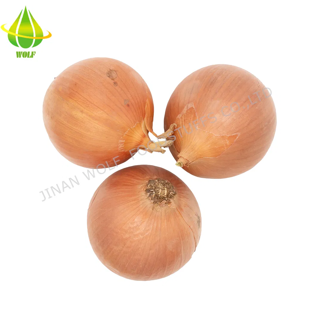 Chinese 5cm 6cm 7cm 8cm up Fresh Purple Onion