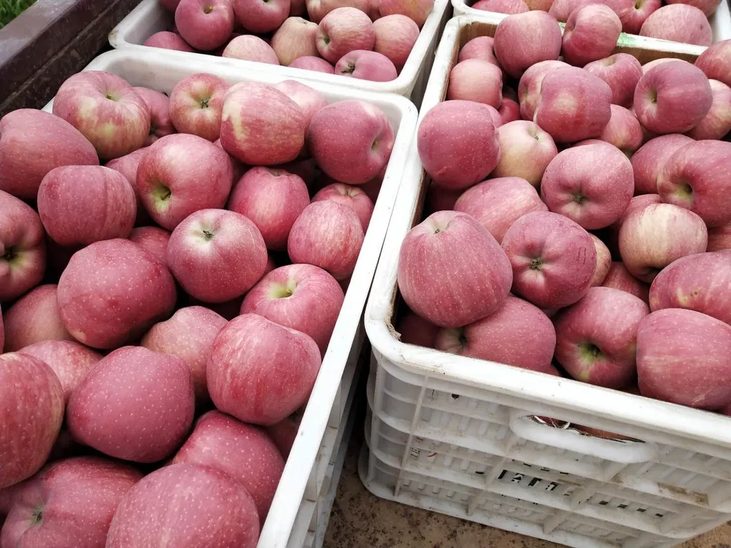 Chinese Fresh Red Star Apple 16kg/17kg/20kg Cartons