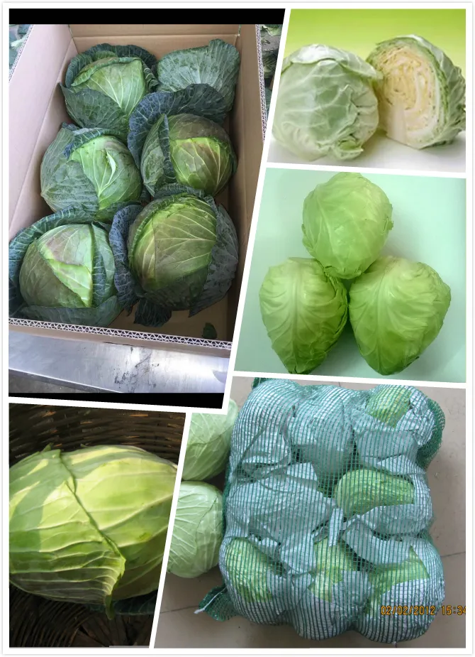 Chinese Fresh Vegetables Hot Sale Healthy Food Fresh Cabbage From China