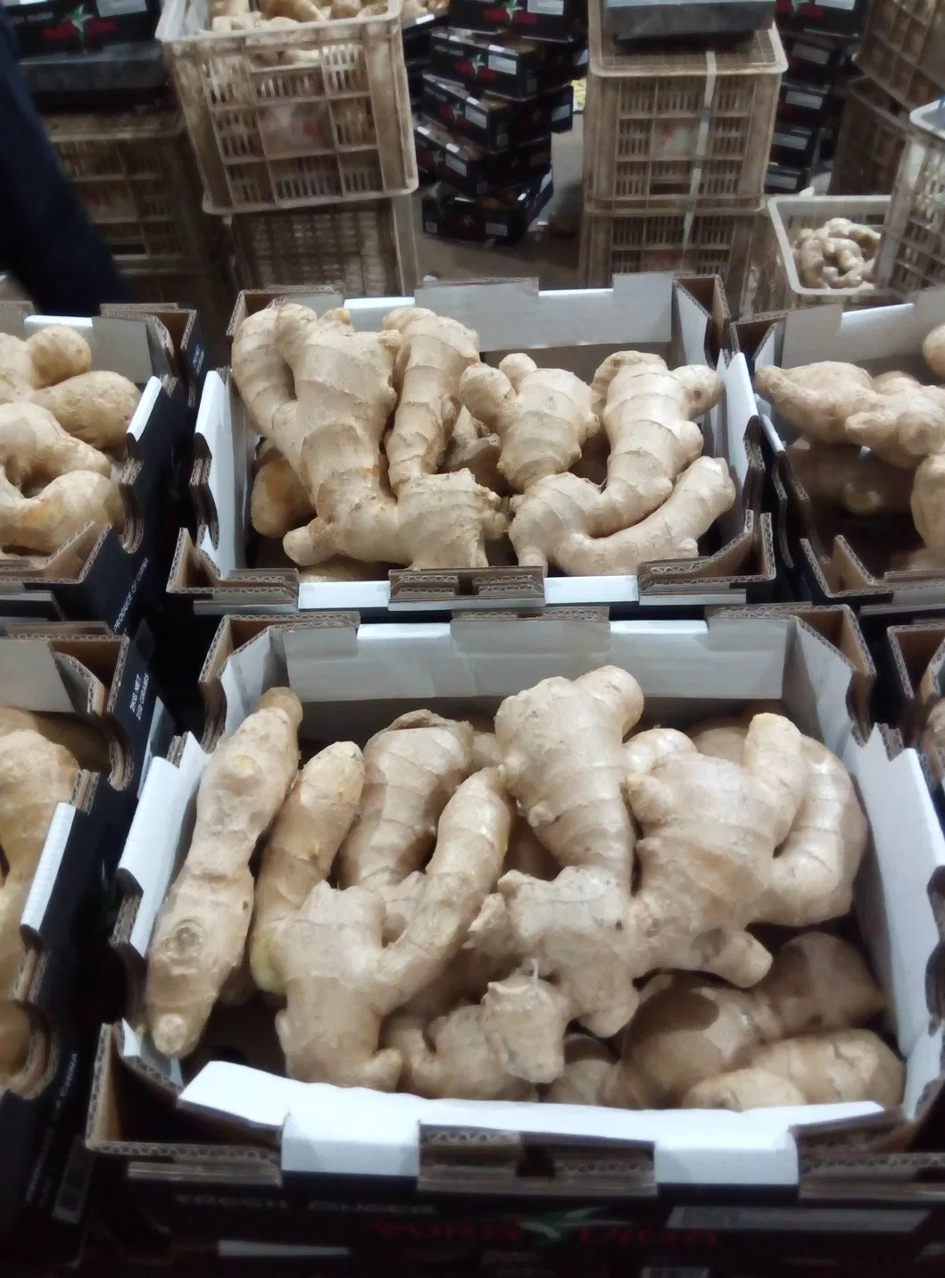 Chinese Ginger 2020 Crop to Oman