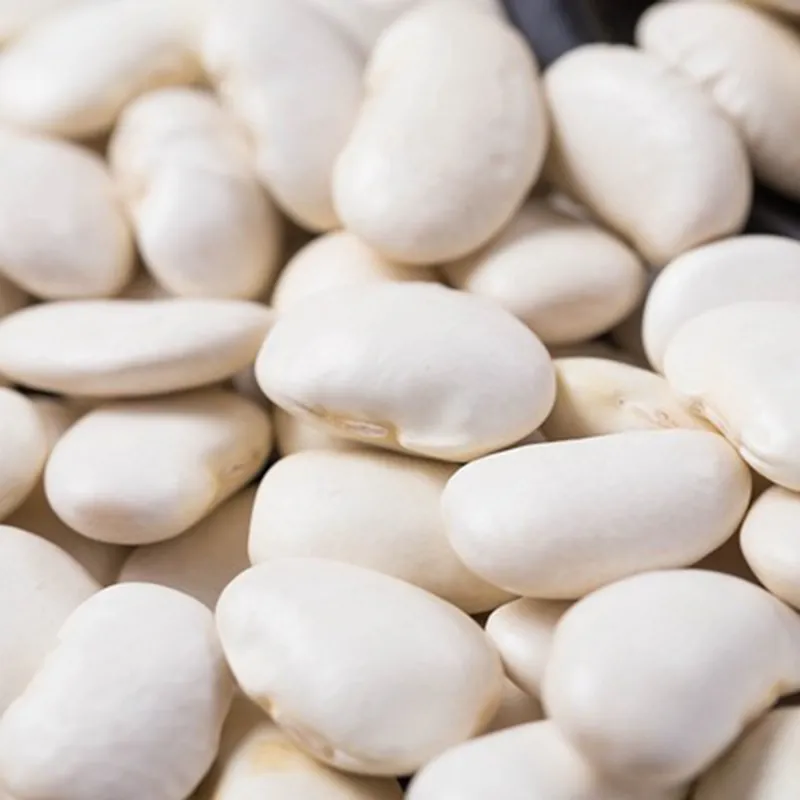Chinese High Quality Organic White Kidney Beans Large Size at a Good Peice