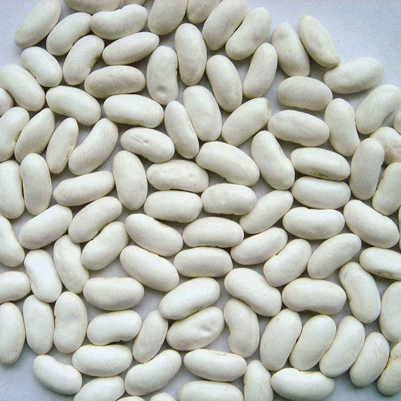Chinese High Quality Organic White Kidney Beans Large Size at a Good Peice