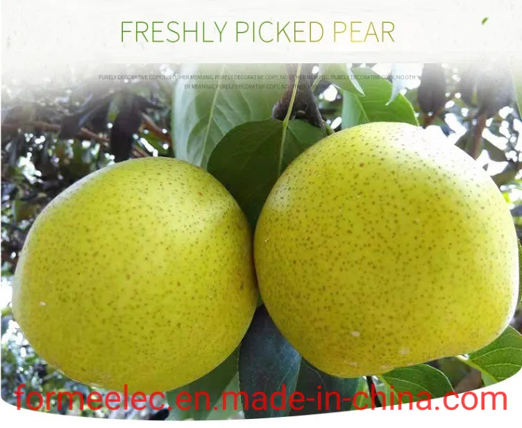 Chinese Pear Xue Pear Snowflake Pear Xuehuali Xuehua Pear Snow Pear
