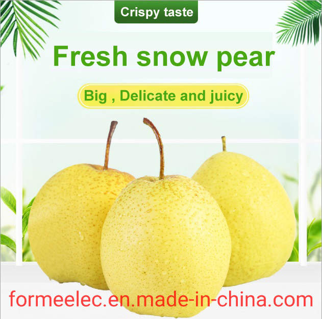 Chinese Pear Xue Pear Snowflake Pear Xuehuali Xuehua Pear Snow Pear