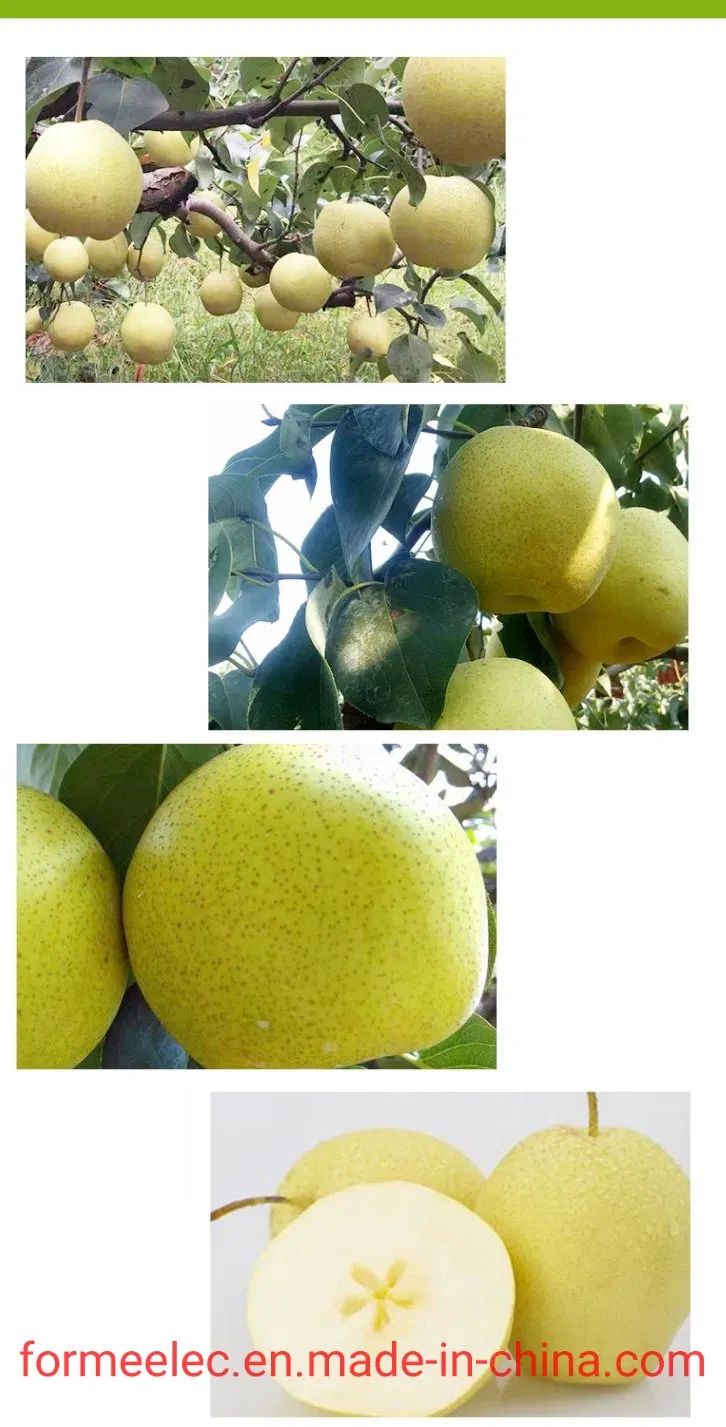 Chinese Pear Xue Pear Snowflake Pear Xuehuali Xuehua Pear Snow Pear