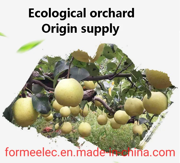 Chinese Pear Xue Pear Snowflake Pear Xuehuali Xuehua Pear Snow Pear