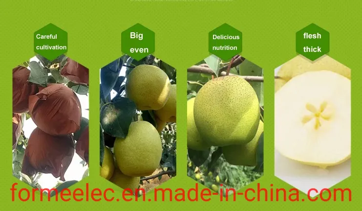 Chinese Pear Xue Pear Snowflake Pear Xuehuali Xuehua Pear Snow Pear