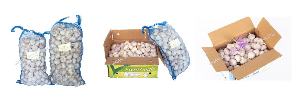 Cold Storage Garlic Fresh Pure White Garlic for Wholesale
