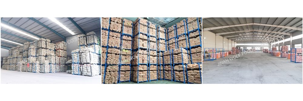 Cold Storage Garlic Fresh Pure White Garlic for Wholesale