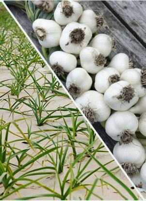Cold Storage Garlic Fresh Pure White Garlic for Wholesale