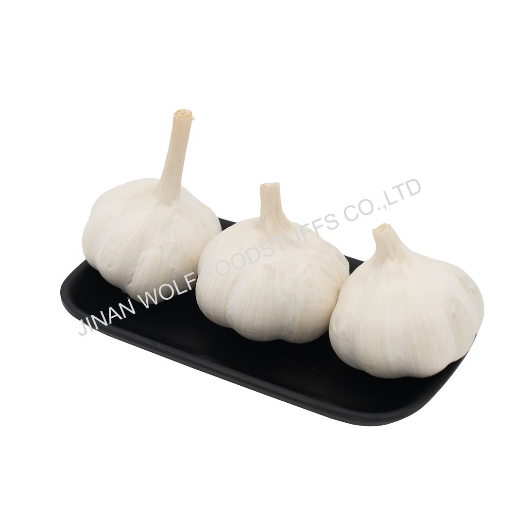 Cold Storage Garlic Fresh Pure White Garlic for Wholesale