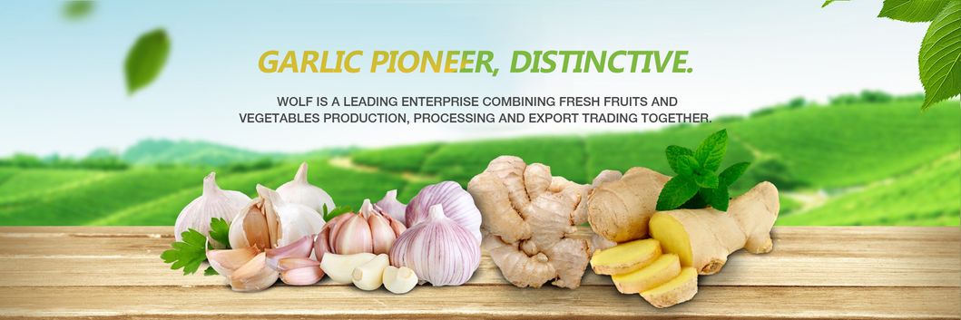 Cold Storage Garlic Fresh Pure White Garlic for Wholesale