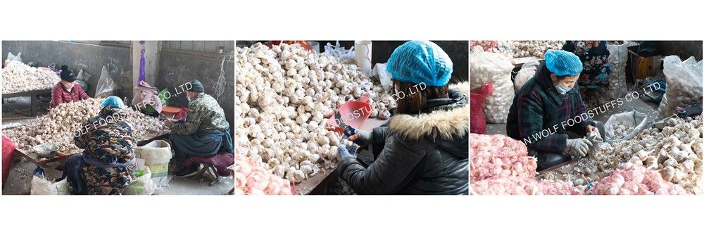 Cold Storage Garlic Fresh Pure White Garlic for Wholesale