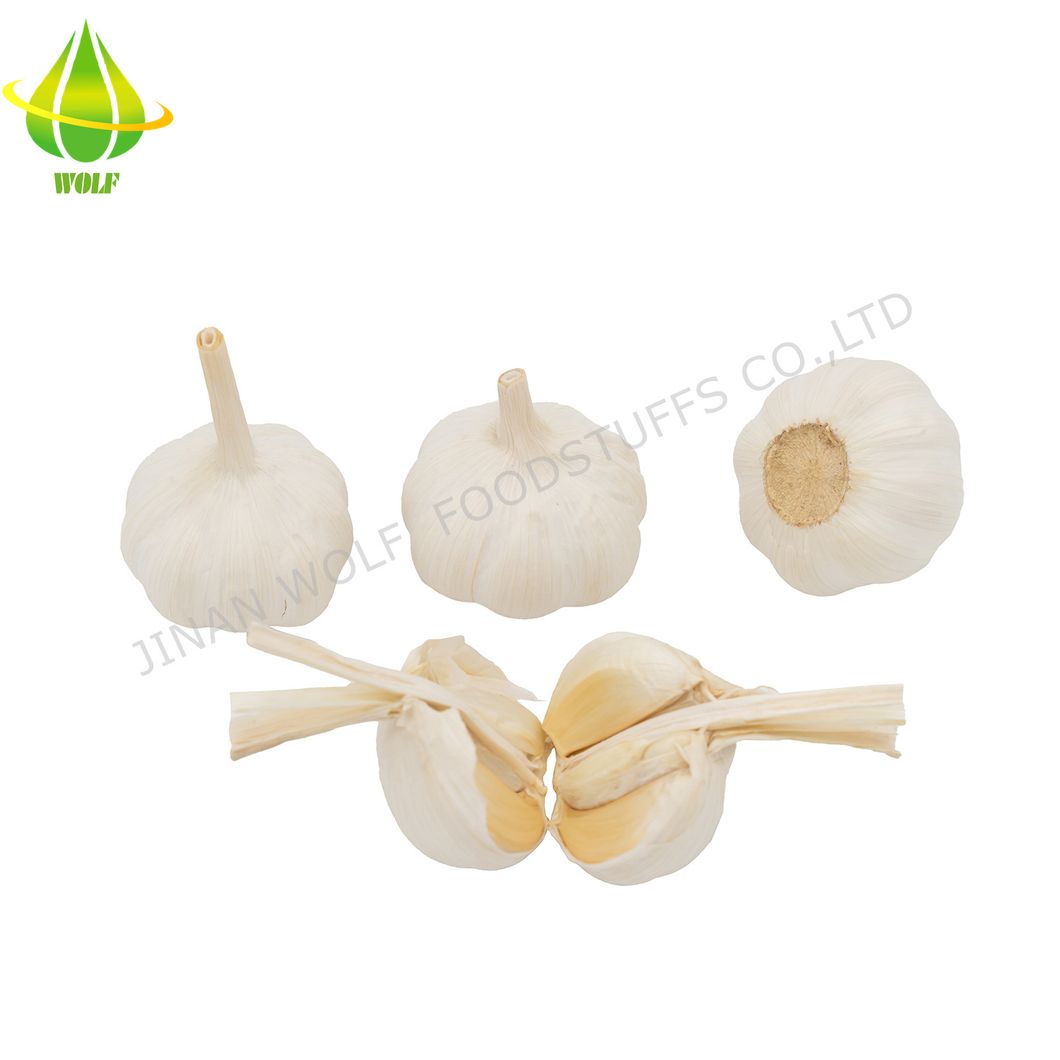 Cold Storage Garlic Fresh Pure White Garlic for Wholesale