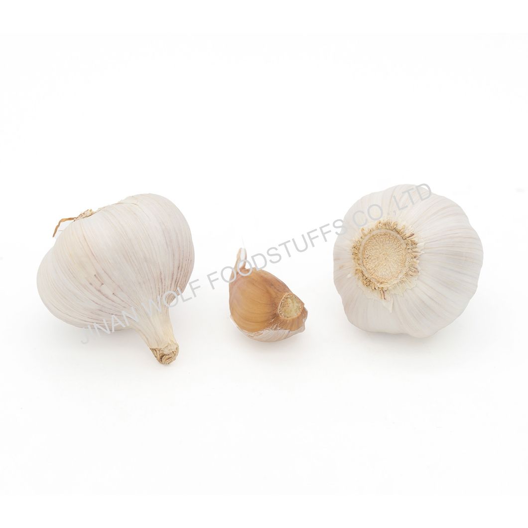 Cold Storage Garlic Fresh Pure White Garlic for Wholesale