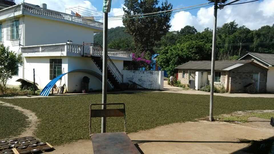 Competitive Tea Price Organic Yunnan Big Leave Old Tree Anti-Aging Shoumei White Tea