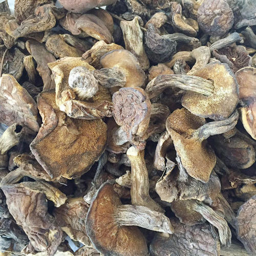Dehydrated Suillus Mushroom Dried Mushroom