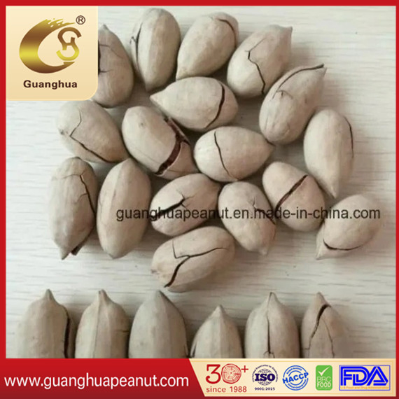 Delicious and Healthy Pecan Nuts with Best Quality