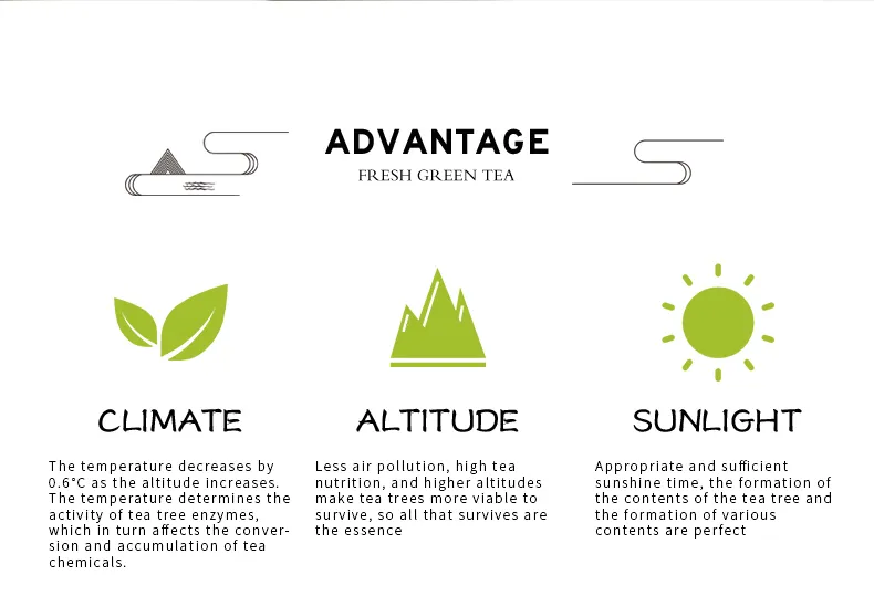 Dragon Well Green Tea High Mountain Top Quality Early Spring Super Tea Gift West Lake Longjing Green Tea