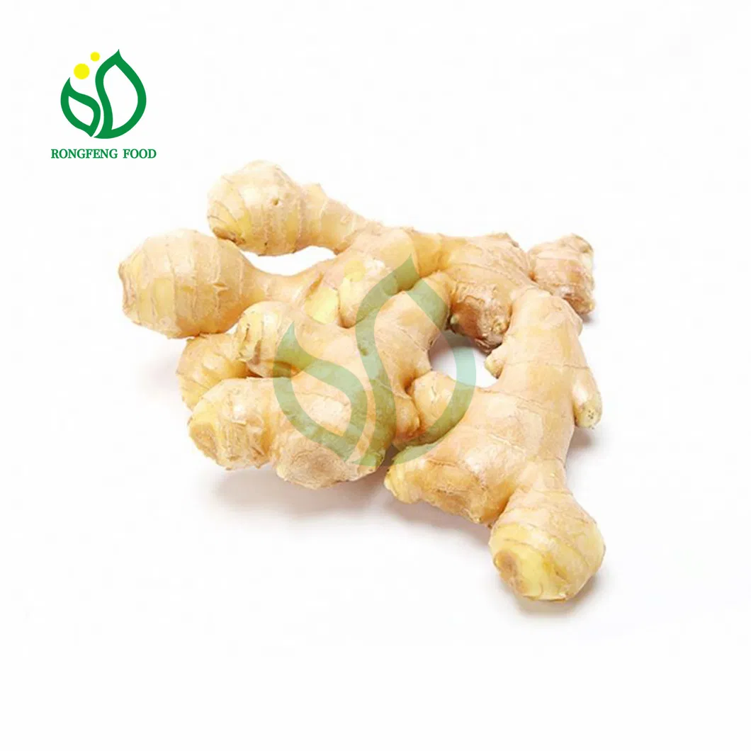 Edible Processing Type Fresh Raw Ginger with Vitamins for Health