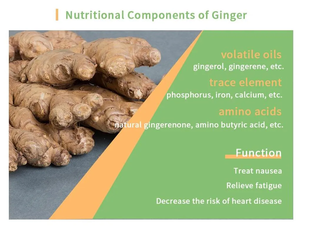Edible Processing Type Fresh Raw Ginger with Vitamins for Health