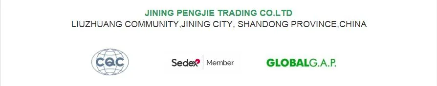 Export China Organic Ginger Roots in Nice Price