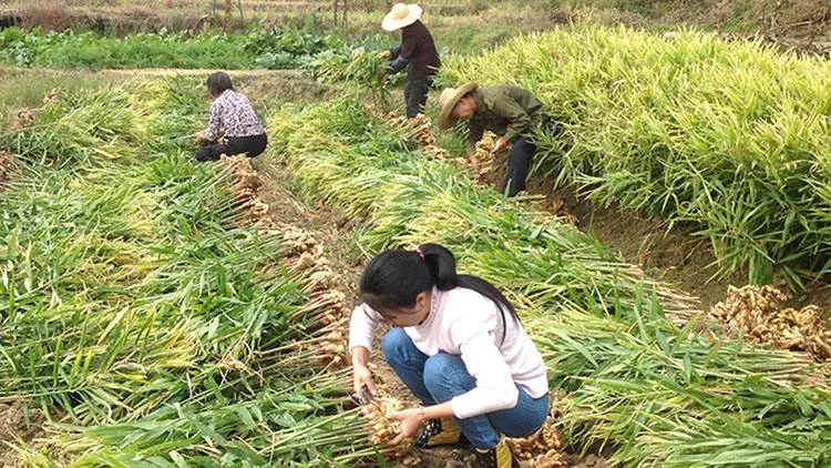 Export China Organic Ginger Roots in Nice Price