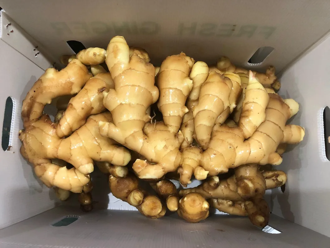 Export China Organic Ginger Roots in Nice Price