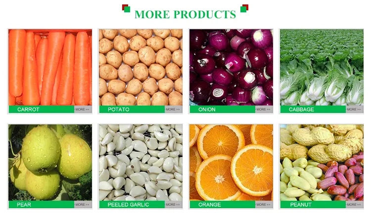 Export China Organic Ginger Roots in Nice Price