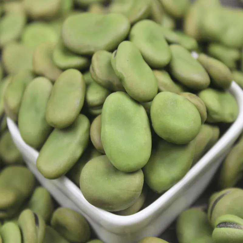 Export Natural Dried Brown Broad Beans Fava Beans with Low Price