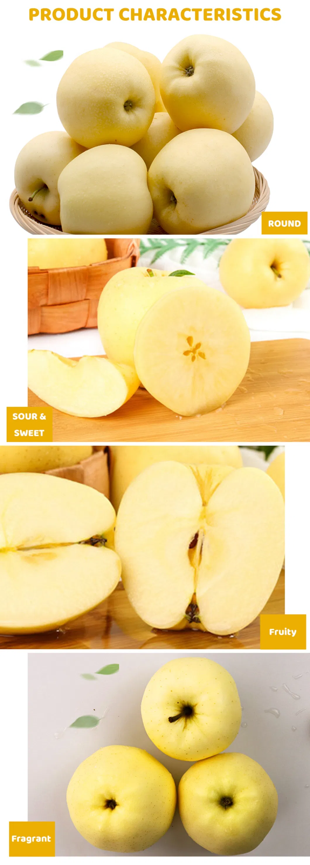 Export Nutritious Juicy Honey Crispy Golden Apple