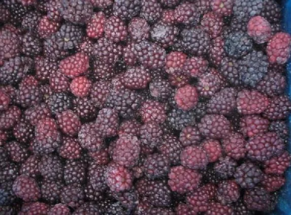 Export Quality Top Quality 100% Natural Frozen Blackberry