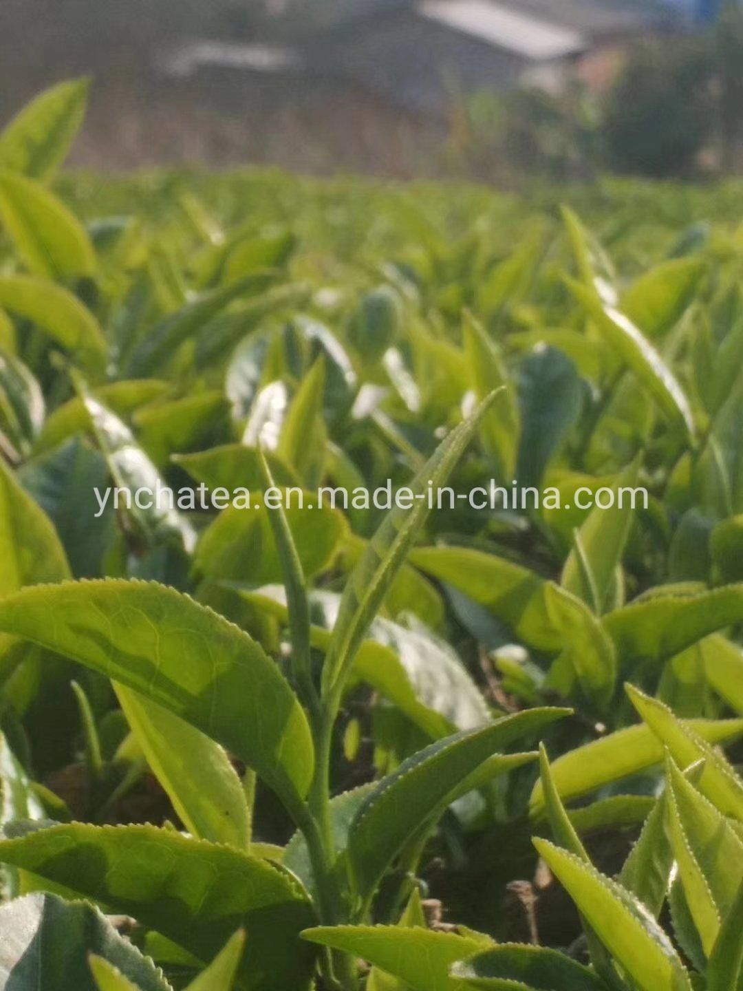 Factory Price #2 Authenic Healthy Yunnan Dianhong Natural Twisted Maofeng Black Tea