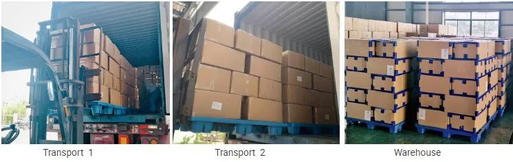 Factory Supply Chive Flakes (5mm) with Good Quality