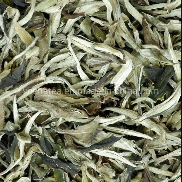 Factory Supply Healthy Yunnan Yue Guang Bai Loose Leave Clean Lung Moonlight White Tea