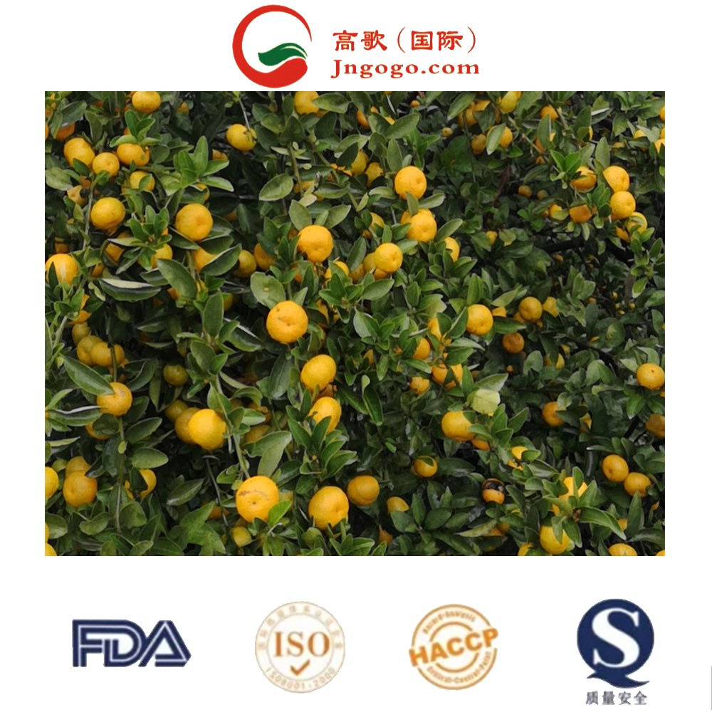Farm Direct Selling Fresh Tangerine Orange Mandarine